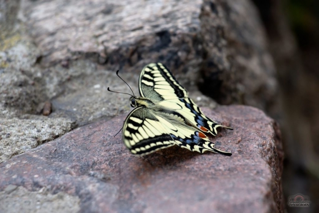 IMG_8814-Edit