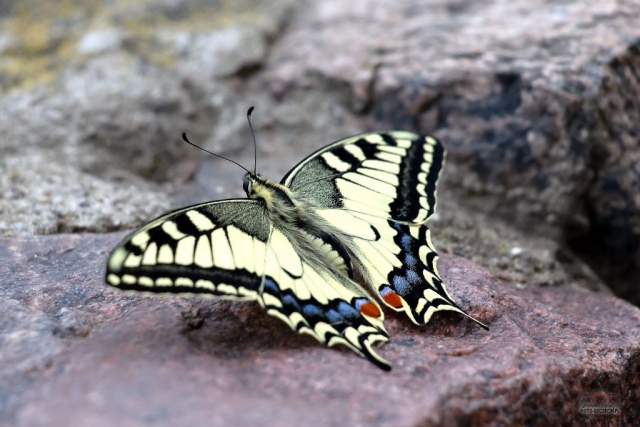 IMG_8815-Edit