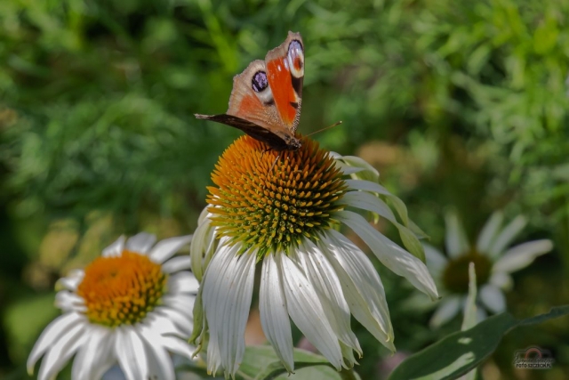 IMG_8838-Edit