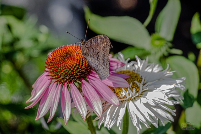 IMG_8845-Edit