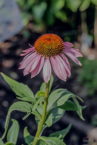 IMG_8848-Edit